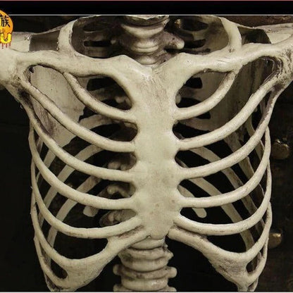 Full Body Skeleton Halloween Decoration with Posable Arms and Legs – alternate product view 4