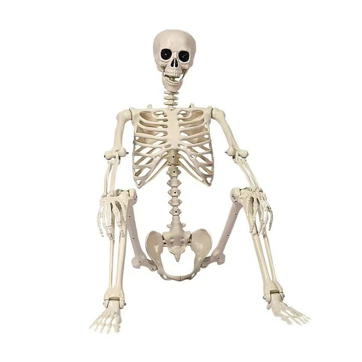 Full Body Skeleton Halloween Decoration with Posable Arms and Legs – alternate product view 2